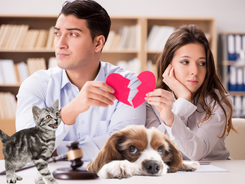 Mascotas Protegidas tras el Divorcio