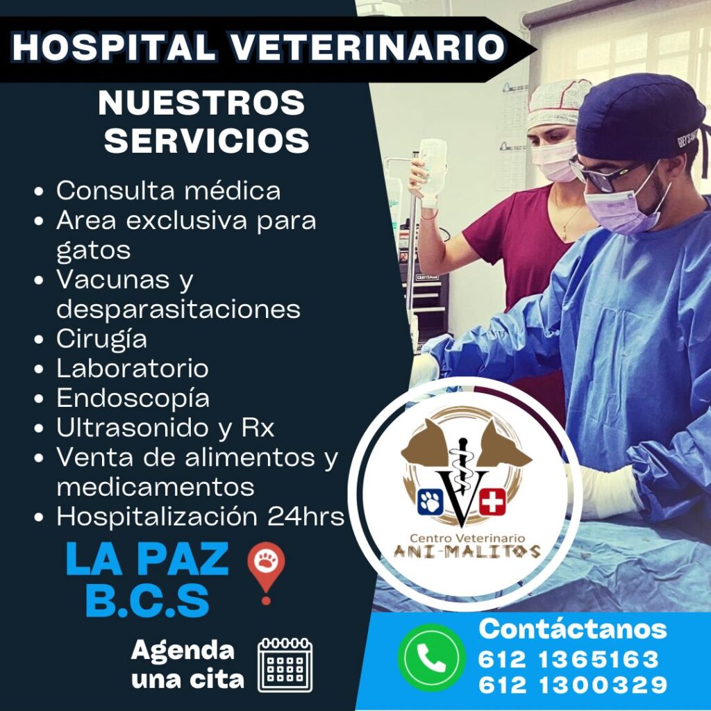 banner veterinaria