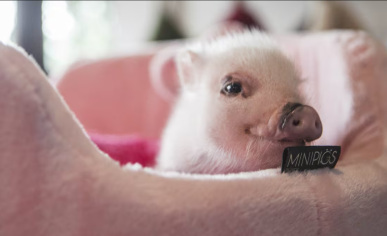 Mini pig