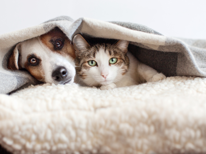 perro y gato escondidos