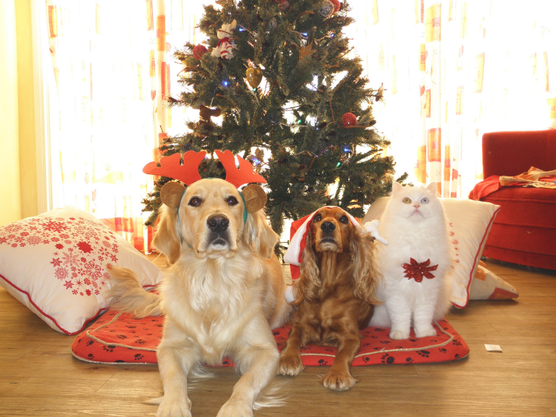 perros y gatos navidad