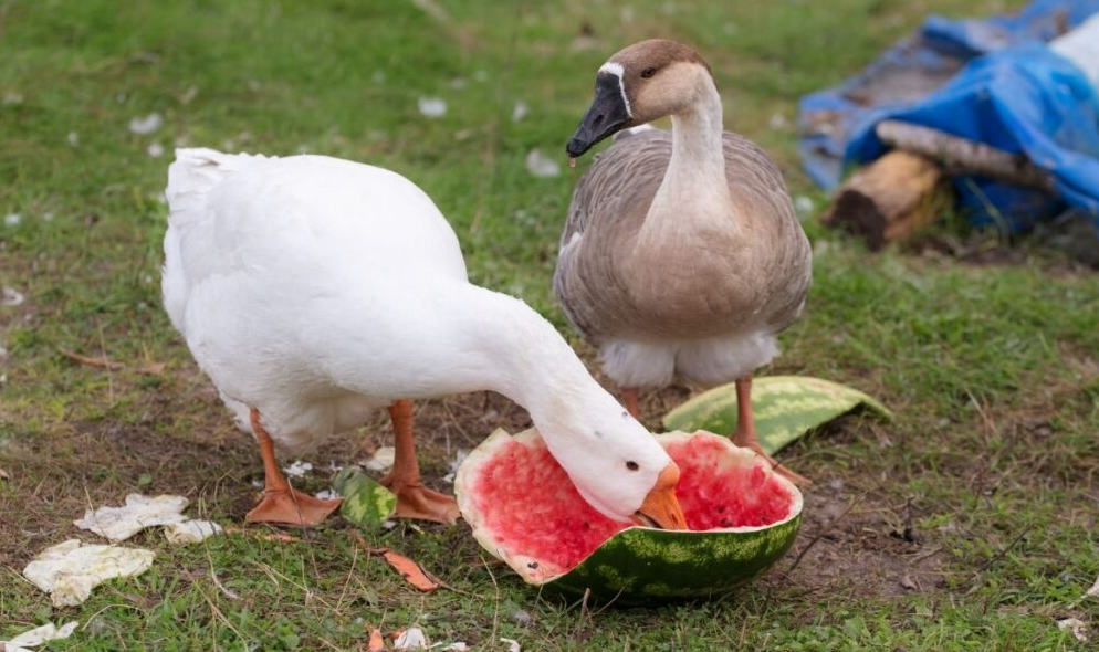 pato comiendo sandia