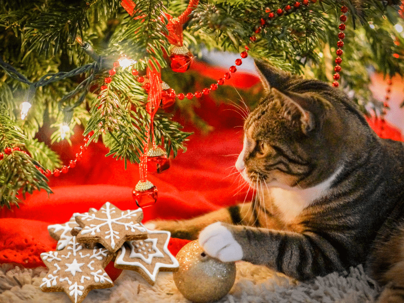 gato navidad