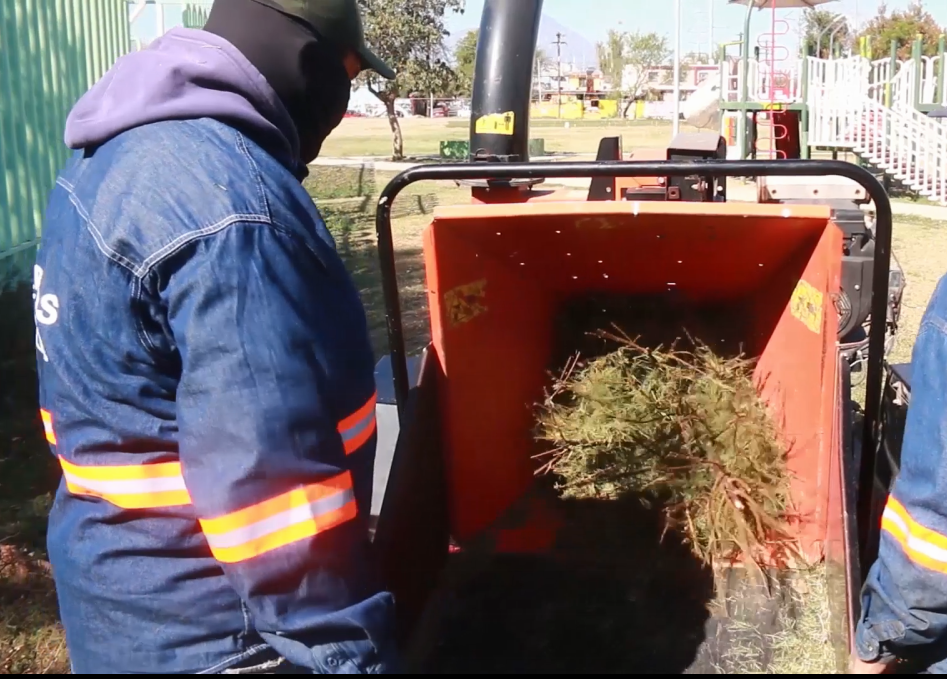 reciclando pinos en escobedo