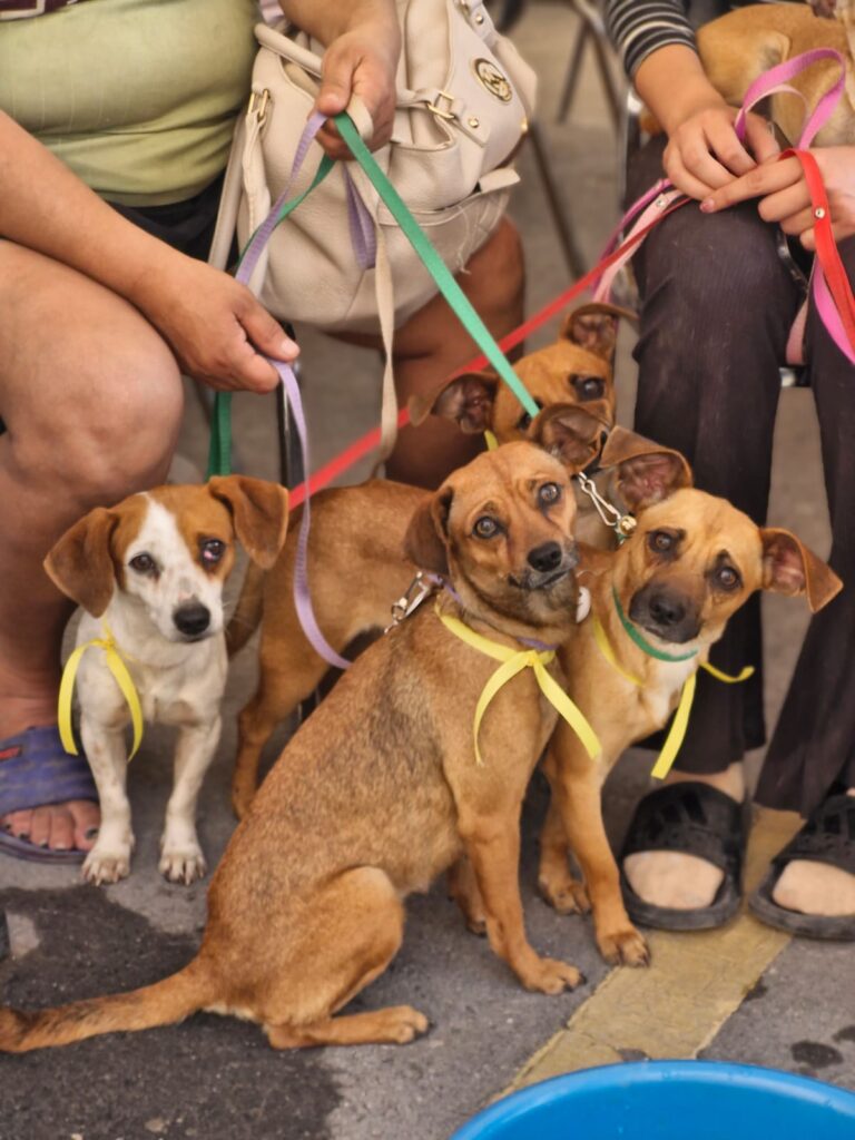 campaña esterilización