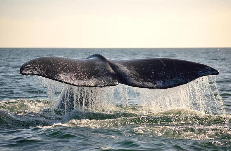 avistamiento ballenas baja sur