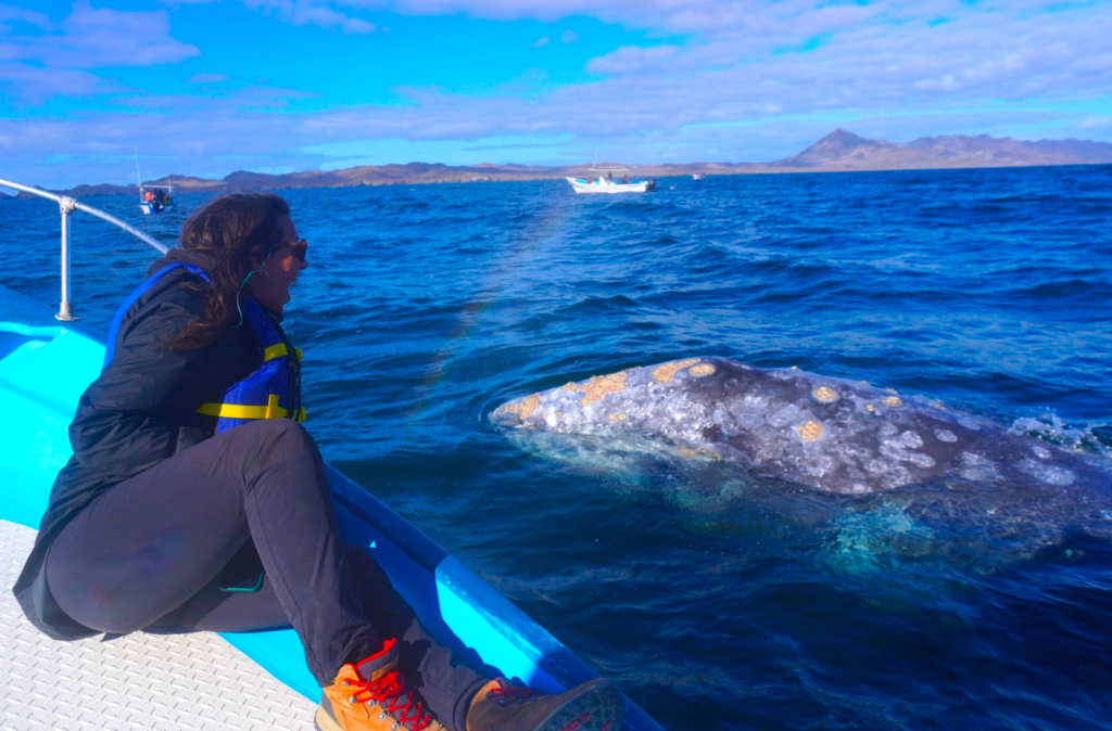 avistamiento ballenas baja sur