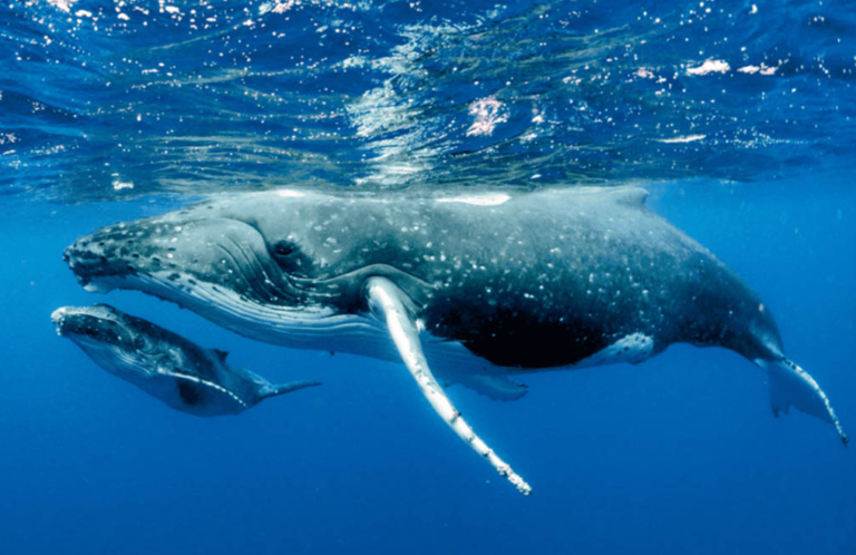 ballena gris crias