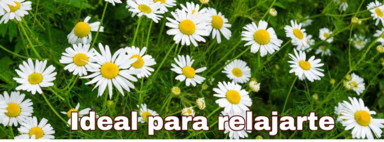 manzanilla, te de manzanilla